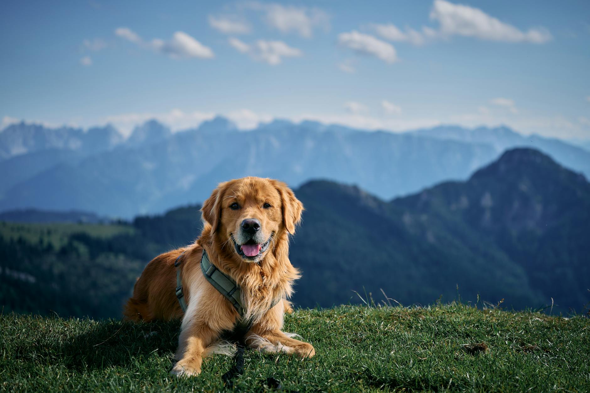 Golden retriever odpoczywa na trawiastej hali z widokiem na alpejskie szczyty